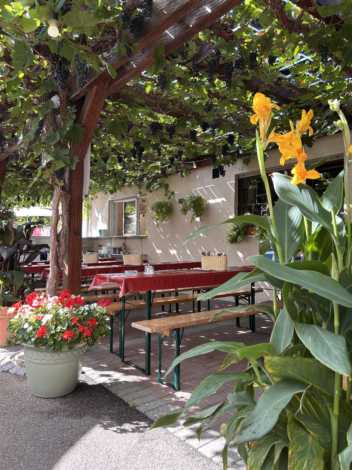 Gelbe Kanna und rote Geranien unter den Reben der Laube