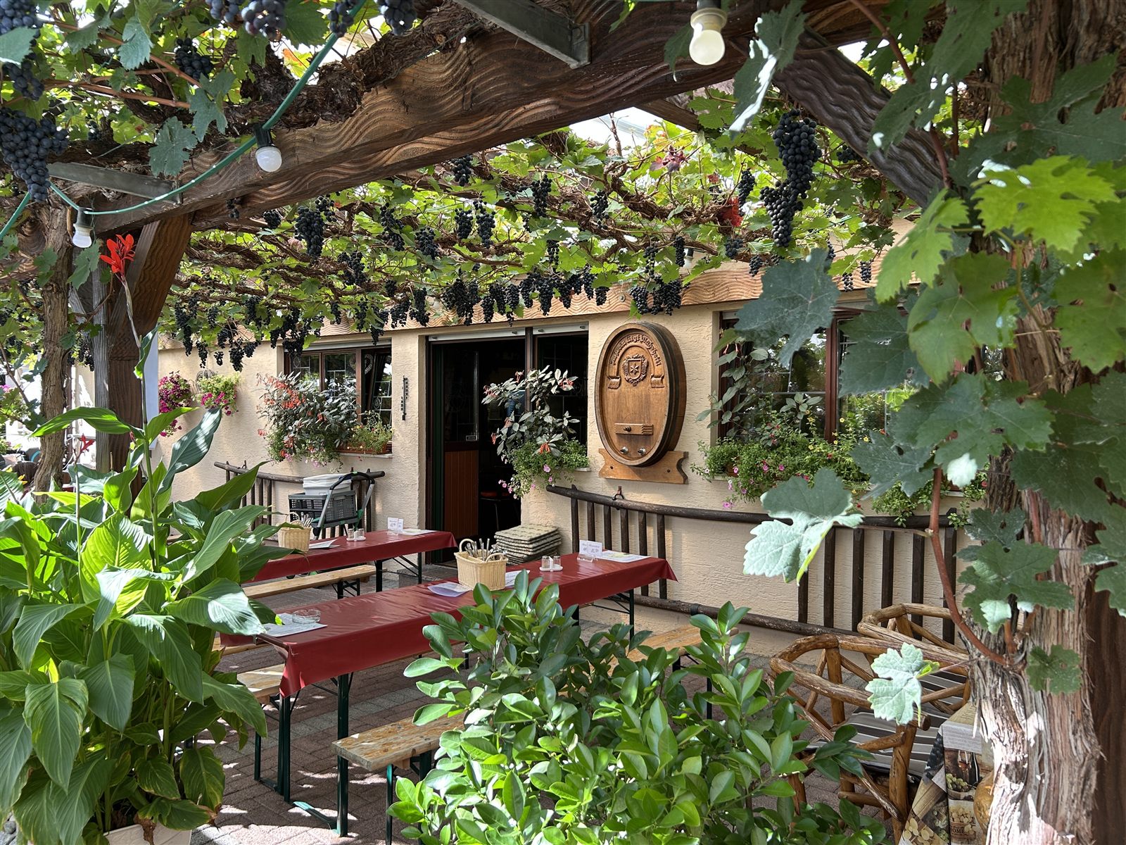 Die Weinlaube von außen: rote Tische unter den Reben, an der Hauswand das Fassschild