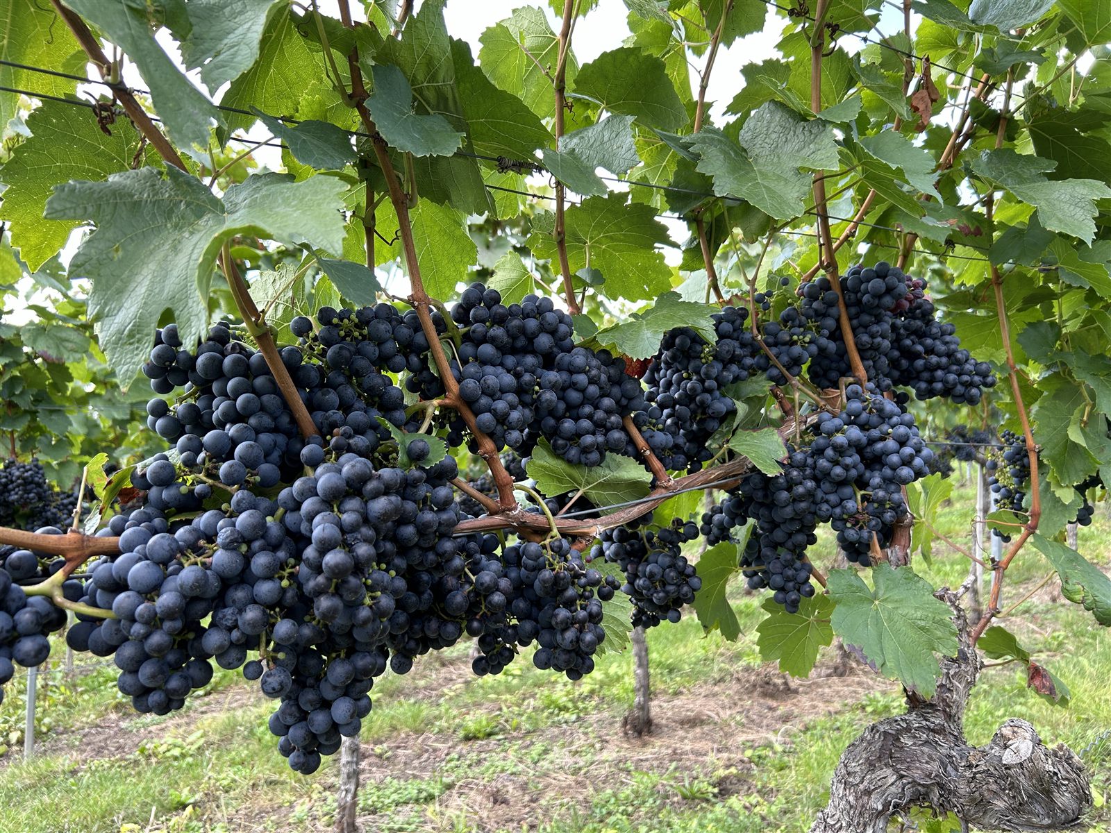 Viele dichte blaue Traubendolden an der Rebe