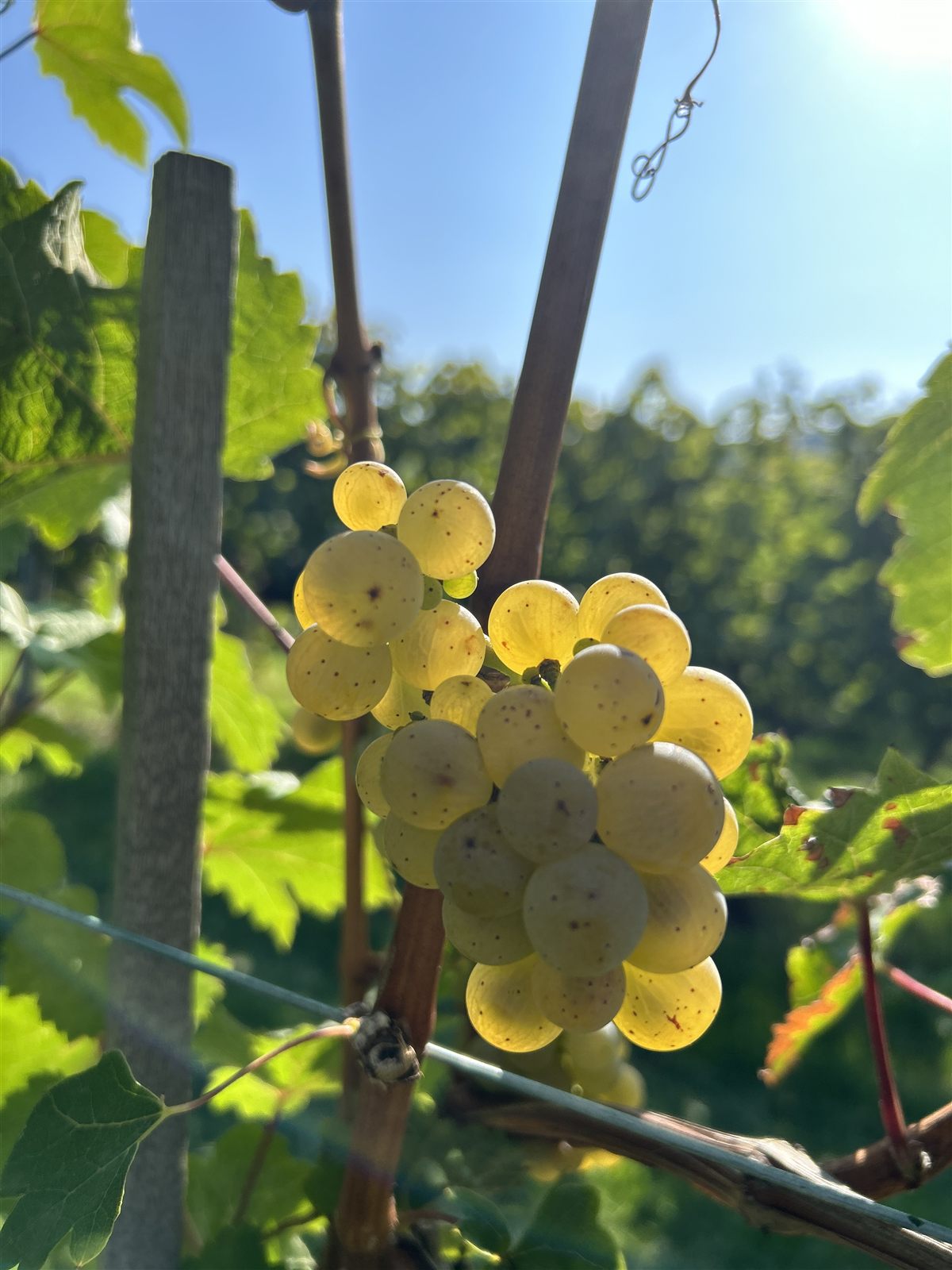 Eine helle Traubendolde im Gegenlicht der Sonne